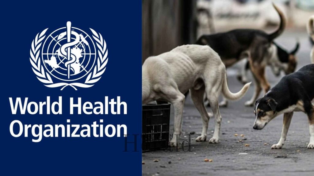 Stray Dog Attack 6-Year-Old Child