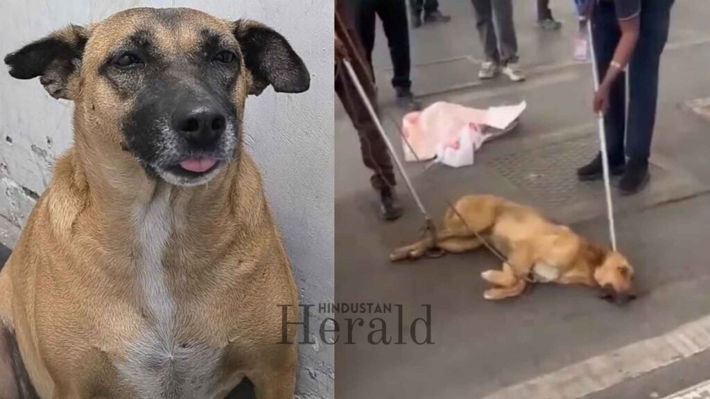 Stray Dog Attack 6-Year-Old Child