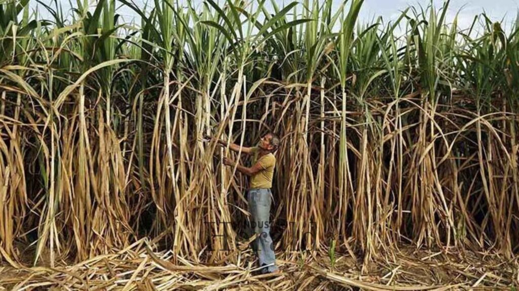 India Approves 100% Ethanol Fuel